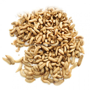 Premium Dried Black Soldier Fly Aquaculture Feed